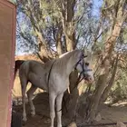 حصان عربي شعبي