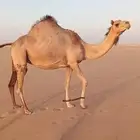 هجن لقحه كفو ولدها قريب