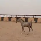 للبيع مهر واهو وشهداته موجوده وكلش موجود