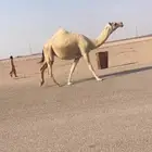 لقحه ملاقي ( تم البيع )