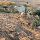 متبع تحته خروفين جامع