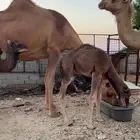 خلفات طيبات