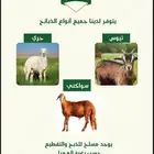 ذبائح حريه ثلاجه ومناسبات