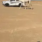 بكره وضحى