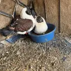 حمام كنق