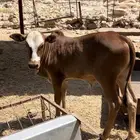 حسيل ذكر بلدي