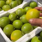 محصول ليمون اظاليا اسباني
