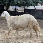 خروف مشروط للبيع