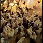 صوص بلدي.