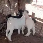 ثلاث تيوس للبيع مغلقات