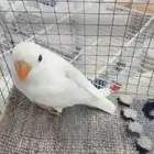 مفقود