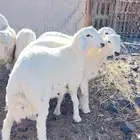 خرفان