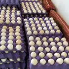 بيض بلدي مخصب