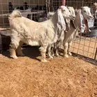 جفرات عوارض كريمية صنف فاخر خصم تم البيع