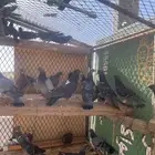 حمام بري