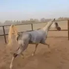خيل اصيل عربي