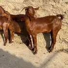 معزا دهم عدد 5 ( تم البيع )