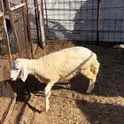 للبيع رخل فل شحم