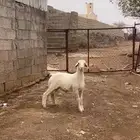 2 خرفان مشاريع فحول