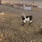 تيس