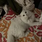 عاجل قطه للتبني