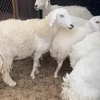 غنم للبيع العدد6