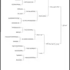 حصان ورق تشبيه لوجه الله