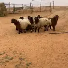 نعيم منصوفه