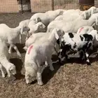 خرفان حريه للبيع