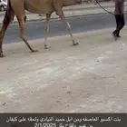 للبيع هجن القاح
