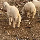 للبيع طليان فل شحم