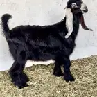 تيوس عوارض صنف معرفة