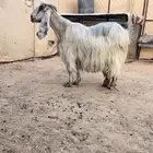 عنز عارضيه صفرا