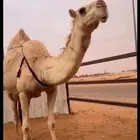 شقحا ضروبه للبيع كفو