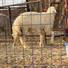 طلي حري سمين