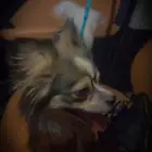 كلبه اسمها لي لي