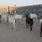 معزا مراح واحد