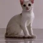 قطط للتبني مو للبيع