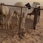 حوار فاخر