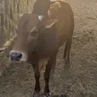 ثور للبيع مشروط