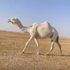 ناقه