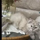 قطه شيرازي