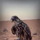 طير