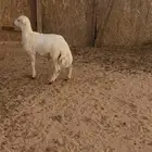 خروف مهجن لباني