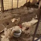 دجاج باهومي