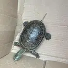 سلحفاة صغيرة اليفه