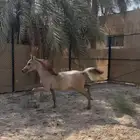 مهر الاب واهو والام شعبيه مهر طيب ماشالله العمر 7 شهور.