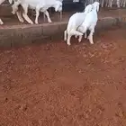 5 رخال 4 طليان العمر 3 شهور الى 3 ونص تم البيع