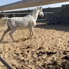 حصان شعبي