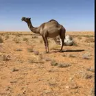 ضروبه للبيع